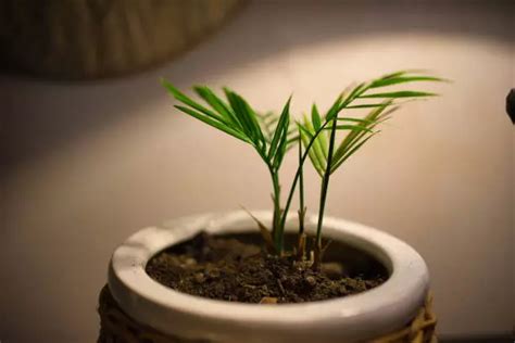 vochtmeter areca palm|areca palms growth rate.